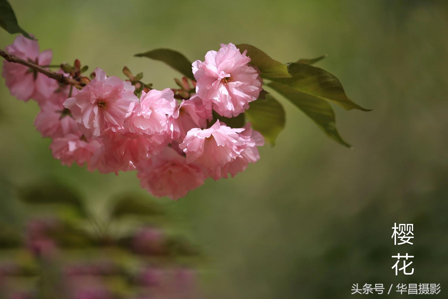 临汾盆栽花卉批发,临汾战役纪念馆景点介绍?"