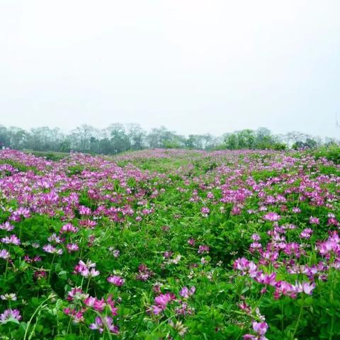 桂林市七星卫家渡小学分校怎么样