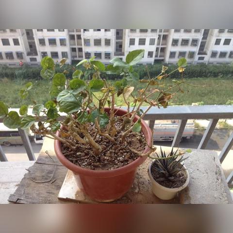 五行缺水卧室摆什么好(五行缺水家里摆放什么摆件)