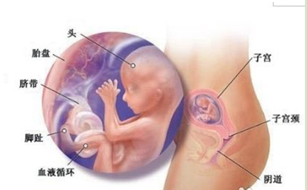 胎儿的动作真的可以分辨宝宝的性别吗