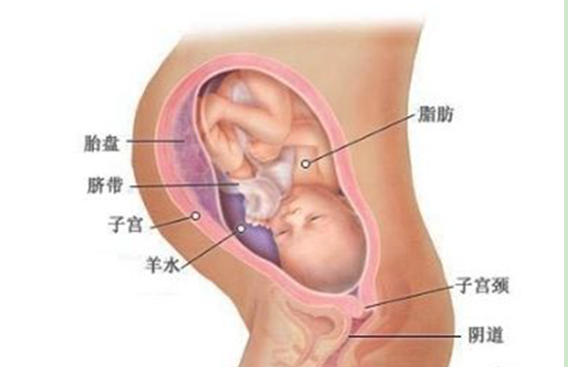 孕中期母体变化及胎儿发育情况