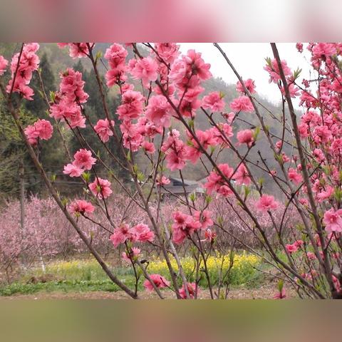 春阳和煦是什么生肖，经典落实