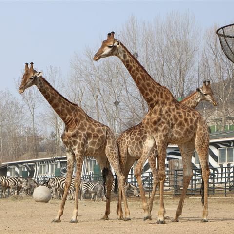 大连兴旺街的相关长尾关键词有哪些