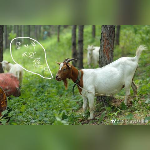 哈尔滨市房车在哪里买的