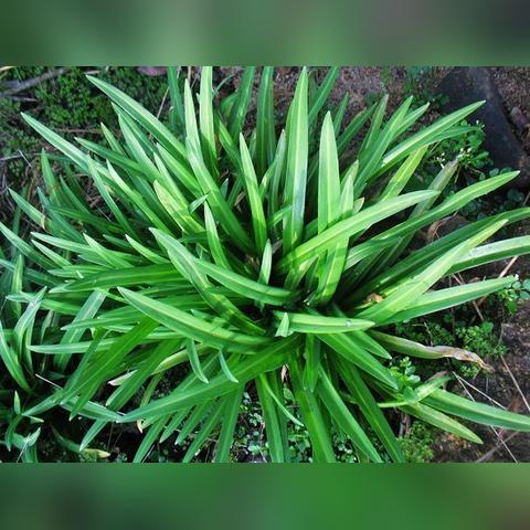 保定市哪里有韭菜的长尾关键词有什么