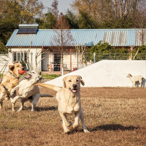 宠物产品怎么做跨境电商 的拓展长尾关键词有哪些 