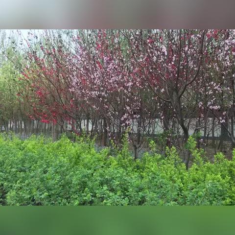 石家庄市哪里玩的最多