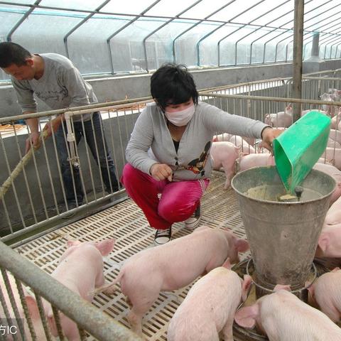 【西安今日生猪价格】2025年5月3日西安生猪价格是多少