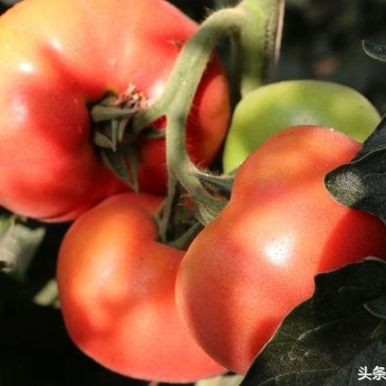 石家庄市哪里可以游泳?