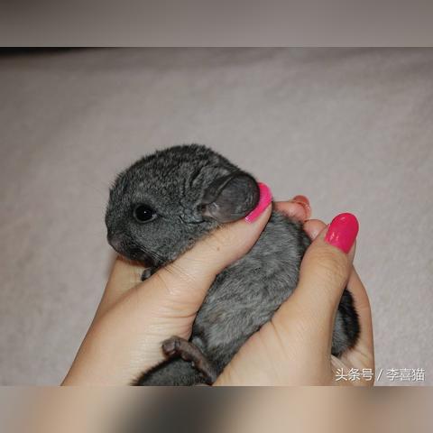 武汉欧美佳的长尾关键词有什么