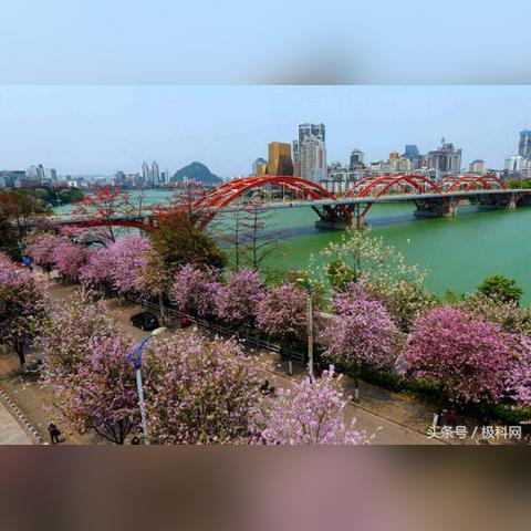 厦门市的市树是什么？
