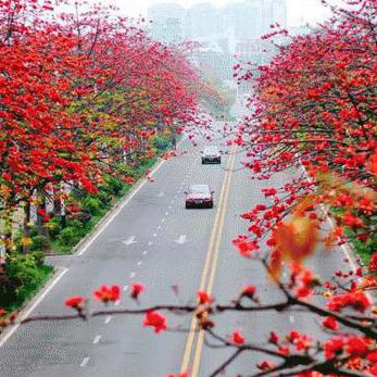 广州市是什么市花