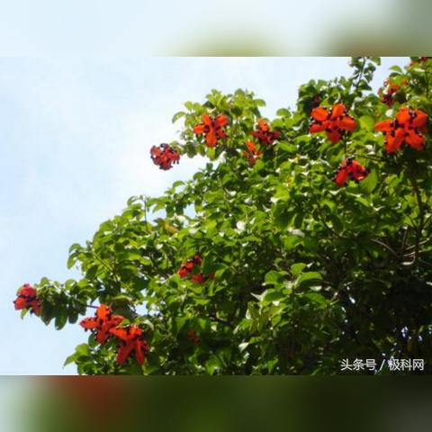 广州路边的树是什么树？