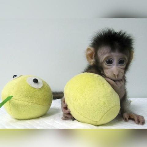 吃活动物视频大全的长尾关键词有什么