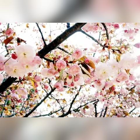 大连日语培训樱花日语的相关长尾关键词有哪些