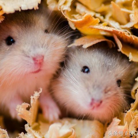 生肖鼠的运势详解(生肖鼠运势如何?)