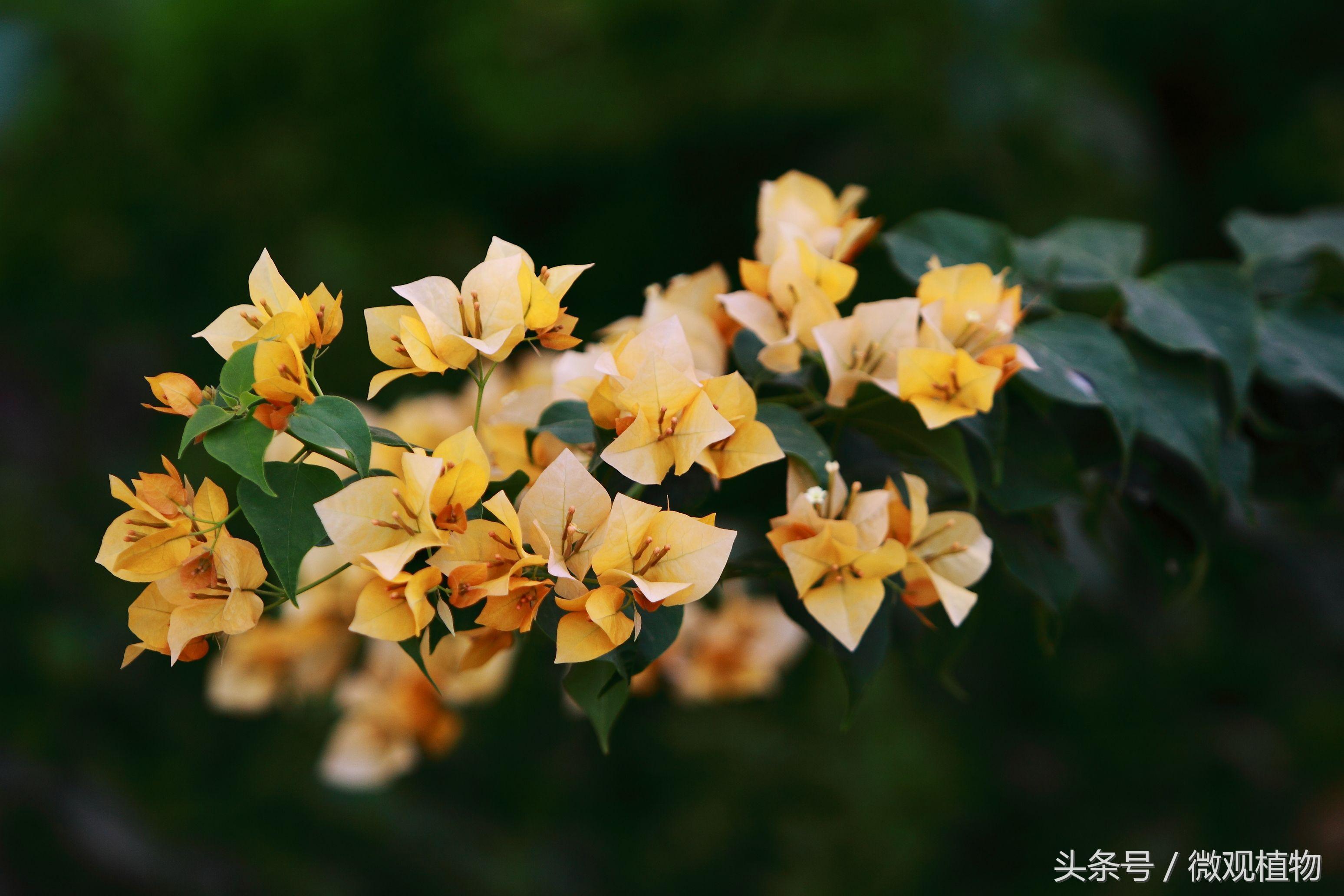 四月份中旬开花的植物,紫云杜鹃花期多久?