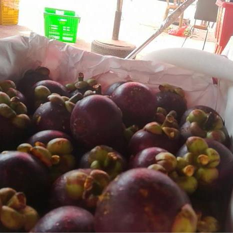 山竹成都市哪里有卖的