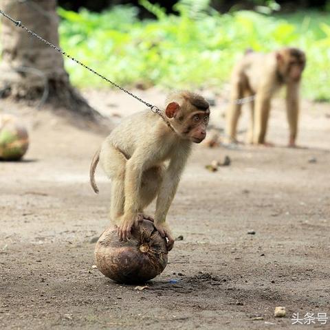 山螃蟹的做法大全的长尾关键词是什么