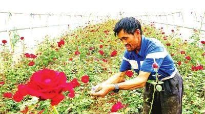 农民致富有绝招（12）农民养花致富3招卖花年赚40万