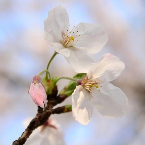 从八字看子女缘分：你的命中有几个宝宝