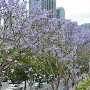 广州市天气合适养什么花