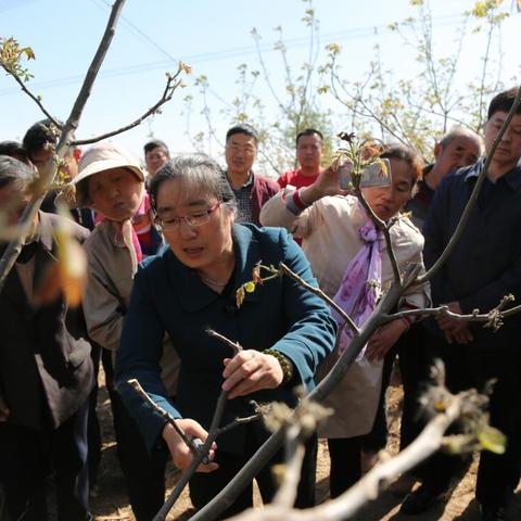 济南南部山区樱桃市场相关长尾关键词有哪些