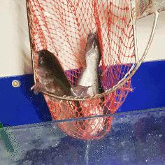 济南市哪里有卖新鲜活鱼