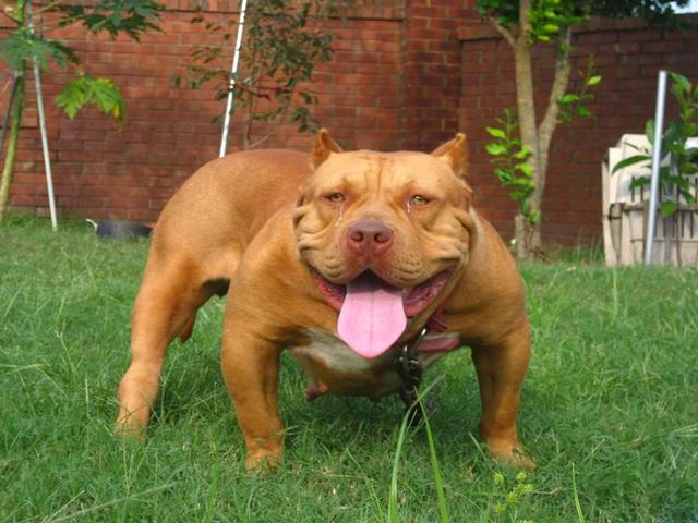 美国小镇选斗牛犬做镇长是怎么回事