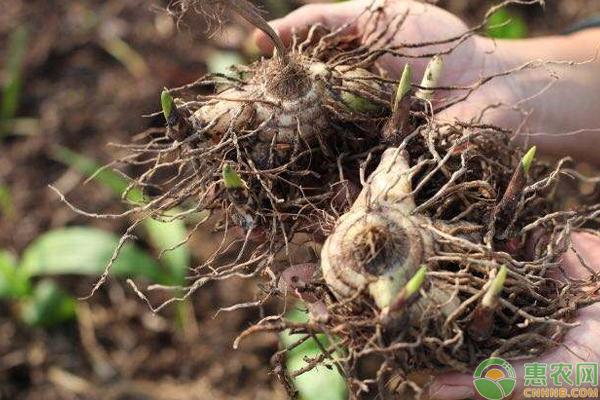 一亩白芨3年能产什么斤,在农村做种植真的很挣钱吗?