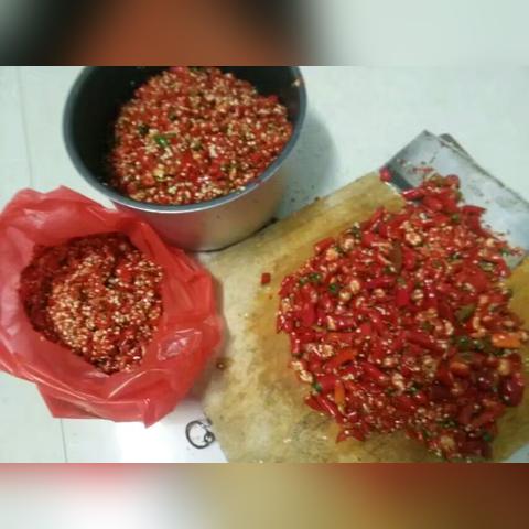 桂林市哪里有卖油茶苗