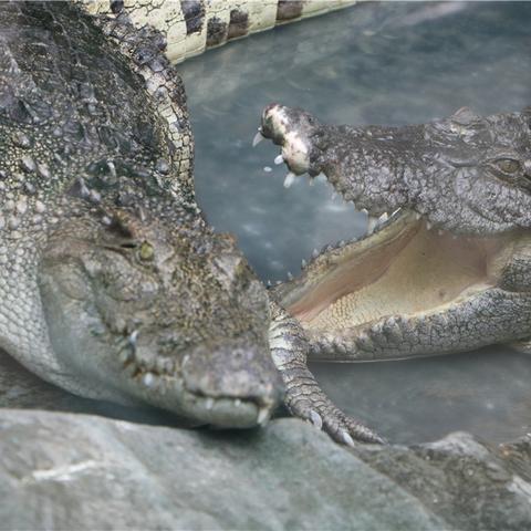 大连动物园去哪个门的相关长尾关键词有哪些