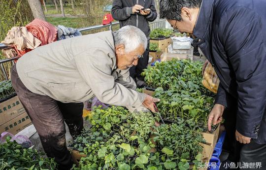 鲁北城里早市，年近8旬农村大爷跪在地上做生意，心里不是滋味