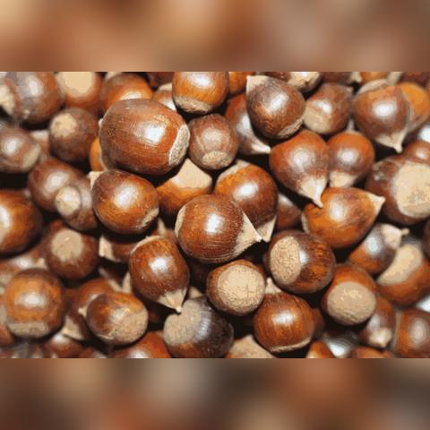 赣州市周边哪里有板栗摘