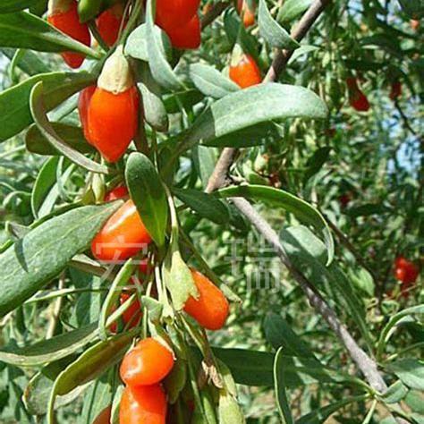 邯郸市红色沙滩在哪里