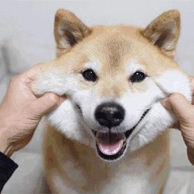 云南怎么把狗带到南宁市