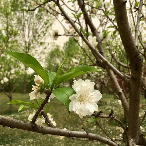 河南杂技艺术主要学什么