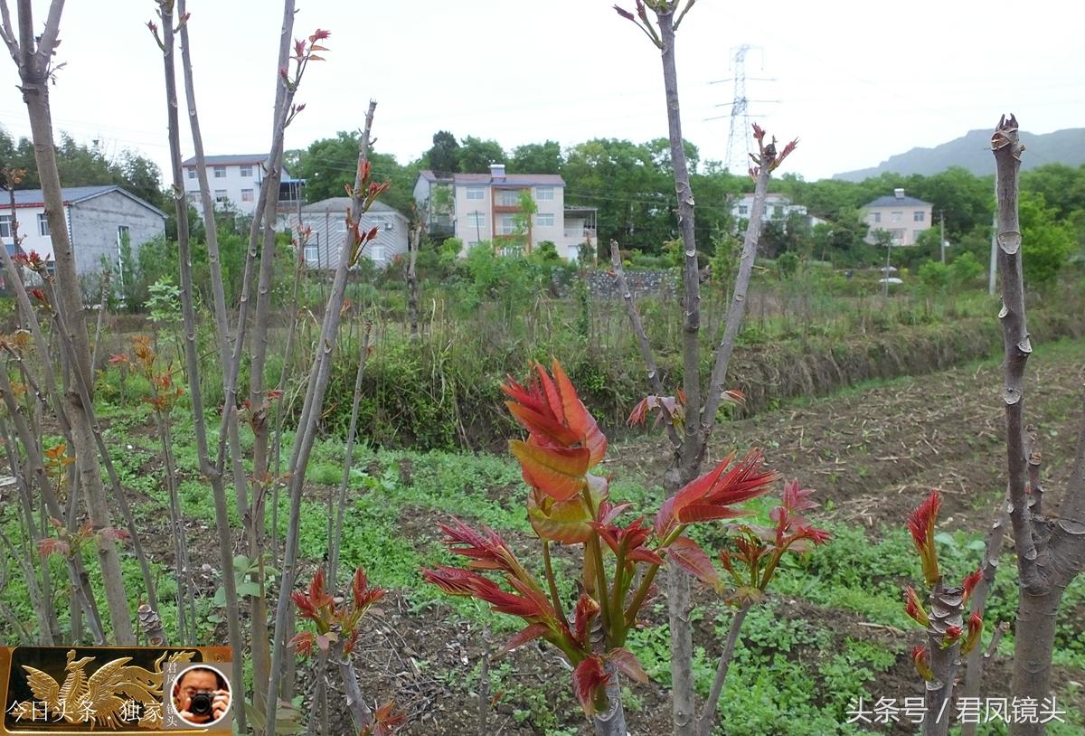 世紀紅色柑橘種植手藝_柑橘樹(shù)皮呈棗紅色不發(fā)牙是什么原因