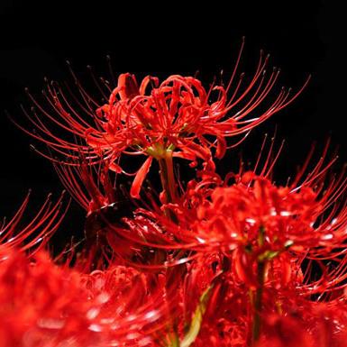 太荒通天诀百度网盘资源的长尾关键词有哪些