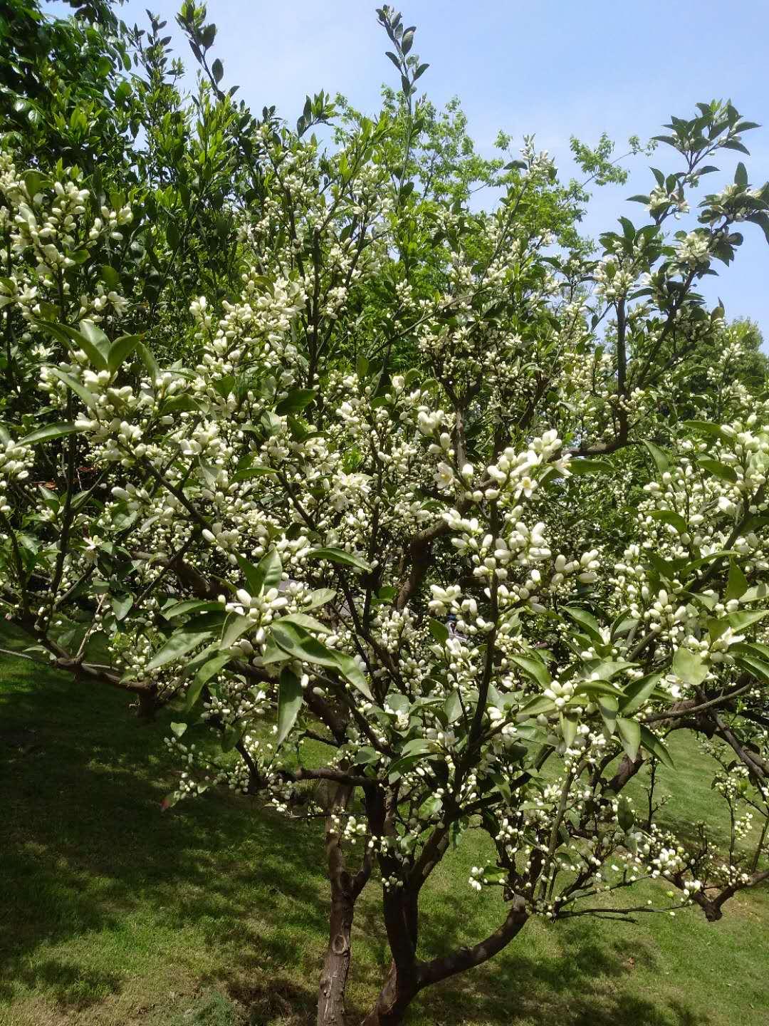 柑橘有機(jī)種植手藝_柑橘辦理小白若何辦理好果樹(shù)