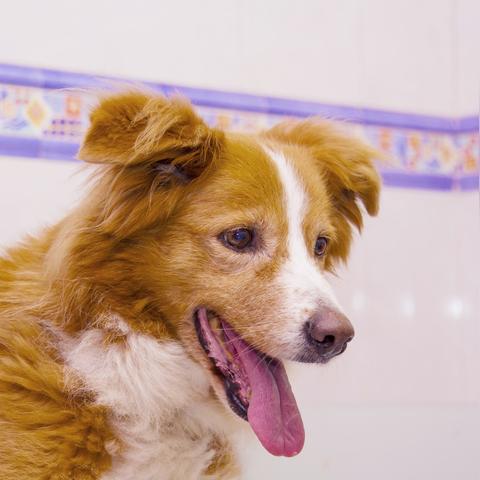 生肖犬4月17日运势好(4月出生属狗的运势如何)