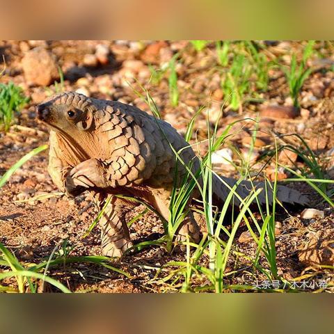 济南男子非洲相关长尾关键词有哪些