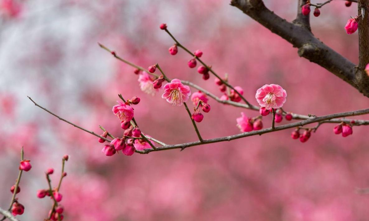 花中之魁是什么花,与巾帼英雄相似的成语?