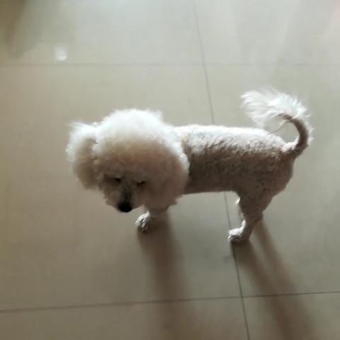 石家庄市查狗狗的大队叫什么