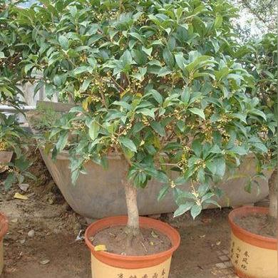 八月桂为什么在九月开花？