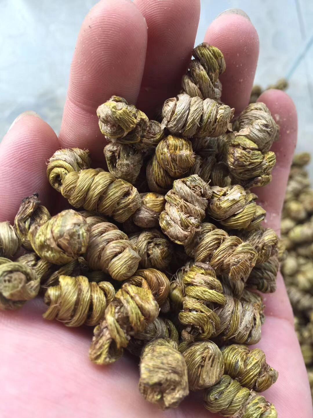 紫皮石斛种植技术铁皮石斛和紫皮石斛如何区别