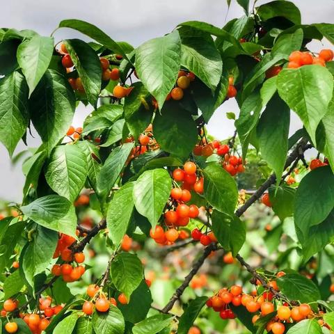 成都市哪里采樱桃最多呢