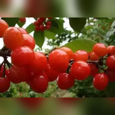 成都市樱桃肉哪里有卖的