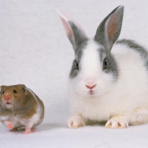 伤官格伤官生财女是什么意思(伤官生财格女命婚姻)