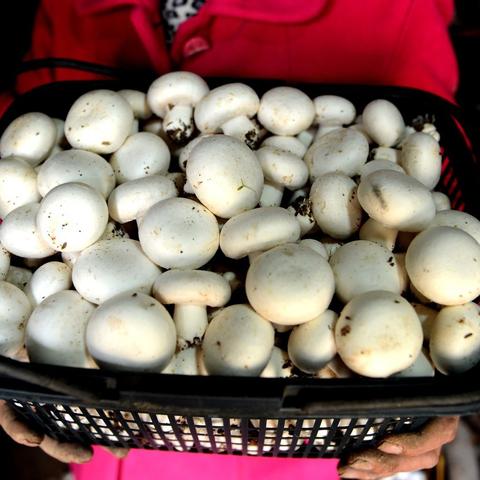 广州市平菇多少钱